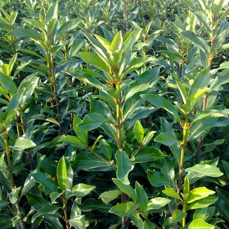 Саженцы французской холли, саженцы кораллов, саженцы холли, инженерное зеленение, дворовые живые изгороди, заборы, вечнозеленые круглый год.