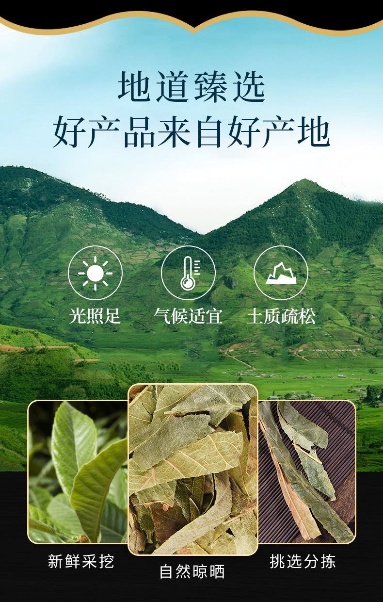 Loquat Leaf (Eriobotrya japonica) — Dried Herbal Tea Leaf, Honey-Fried & Natural Sun-Dried overview