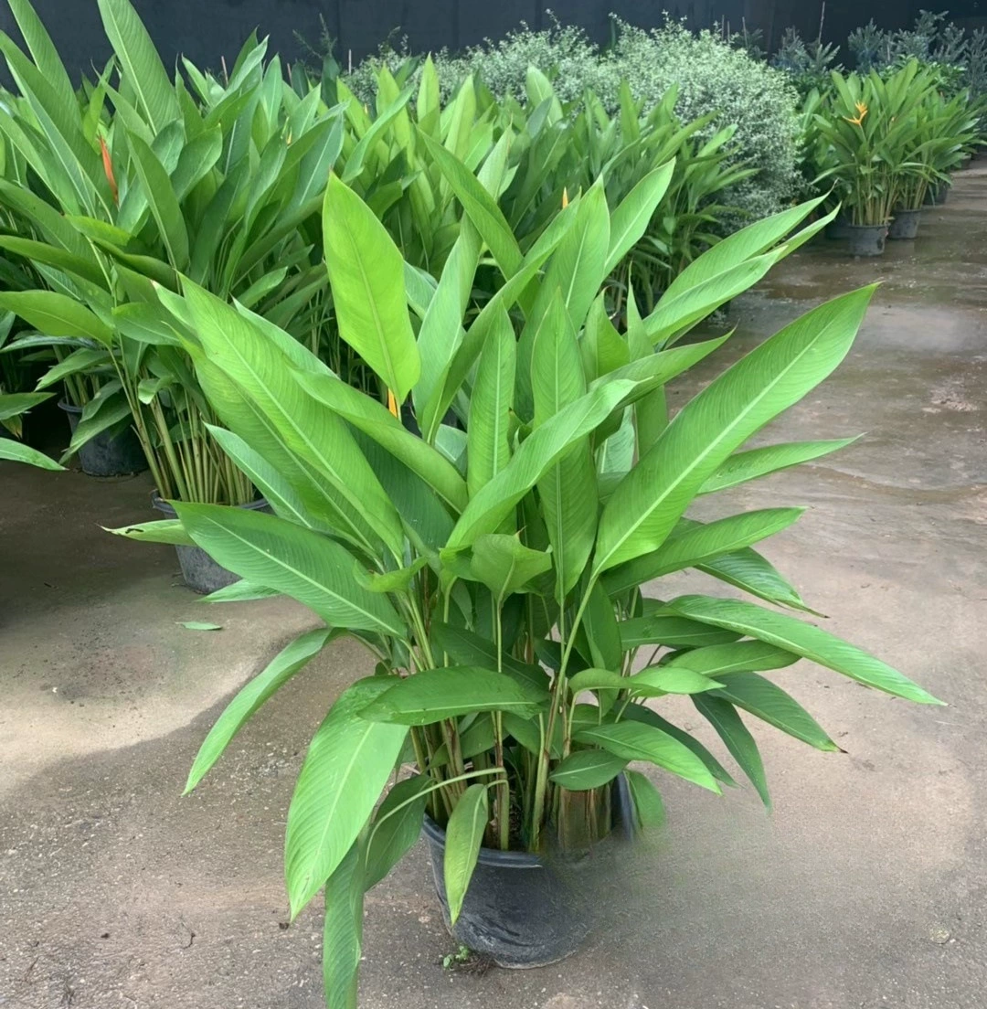 Желтая птица банан Маленький Райский птица банан Желтая птица банан Си теплый парк водно-болотных угодий речные растения