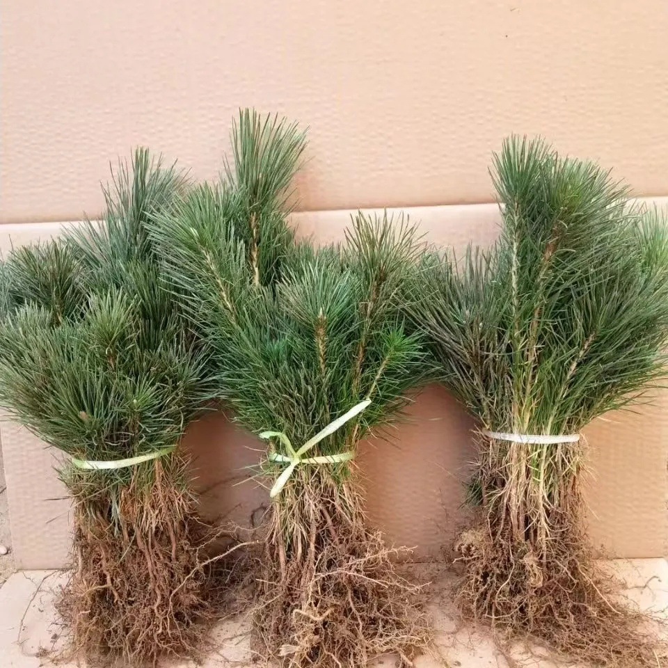 多种规格绿化苗木松树黑松小苗庭院黑松苗黑松树苗四季常青盆