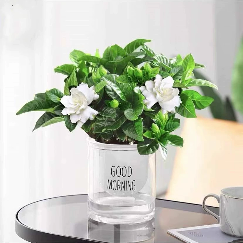 Растение в горшке Gardenia цветет в любое время года, цветочный саженец, комнатное зеленое растение, балкон, легко выращивается, жасмин с бутонами