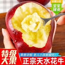 现摘甘肃天水花牛苹果新鲜水果当季苹果红蛇粉面沙脆甜包邮代发