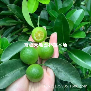 Hainan Green Kumquat Seedlings Grafted to Balcony Courtyard Small Kumquat Lemon Saplings Potted Small Green Lemon Seedlings That Bear Fruit in the Same Year