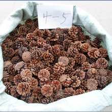 �ɹ�������򱾵����~�[�ɹ����ɻ����b��Ϙ�Ƥľ�z���