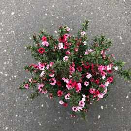 福建花卉室外盆栽松红梅澳洲茶松叶牡丹四季开花多颜色常青植物