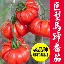 �R�㷬�ѷN��ţ�����t���N���R�᠖����ԭ�b�ļ��߲�ˮ���N�Ӵ�ȫ