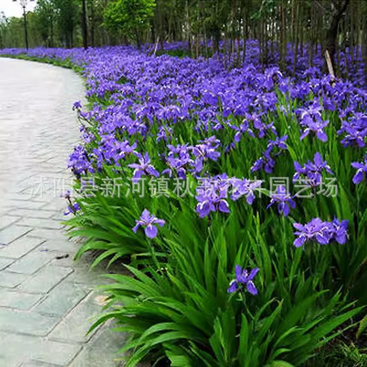 Синий Цветок Ирис Семена Многолетние Укорененные Цветы Желтый Цветок Ирис Семена Посев в четыре сезона