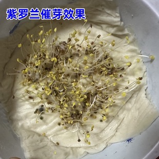 ���l���ݷN�� ���_�m�N�� �S���_�m�N�� �����_�m�N�� �������l