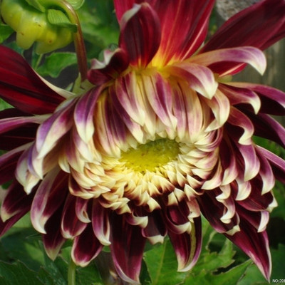 花のダリアの花はボールを植えます。|undefined