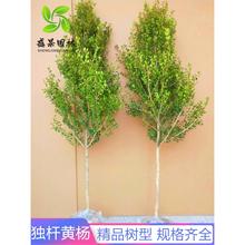 USSͥԺͺļL辰زС~S