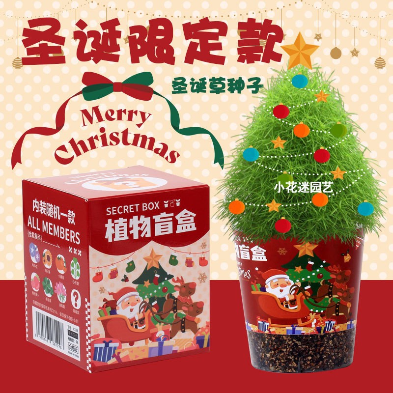 圣诞植物种植小盲盒盆栽幼儿园儿童学生小礼品桌面迷你绿植小盆栽