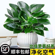 �������ֲ���K��荾G�}�jˮ����~�Gֲ�����k���҃ȑ��˺��B����