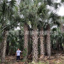 热带棕榈树龙鳞榈种植 白菜棕3-6米杆棕榈树行道树造景树龙鳞榈