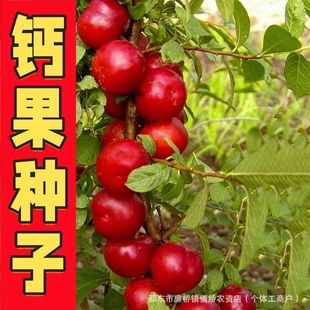 欧李钙果种子耐寒钙果欧李种子北方高钙水果树欧李树种子菜种大全-阿里巴巴