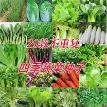 20���߲˷N�Ӵ�ȫһ���ļ����N�����˷N���̨ͥԺ���ﶬ������