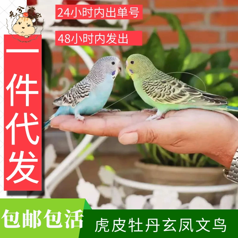 Поколение пионов из тигровой кожи, разведение Сюаньфэн, говорящий попугай в птичьей клетке, живой молодой взрослый Ручной Питомец