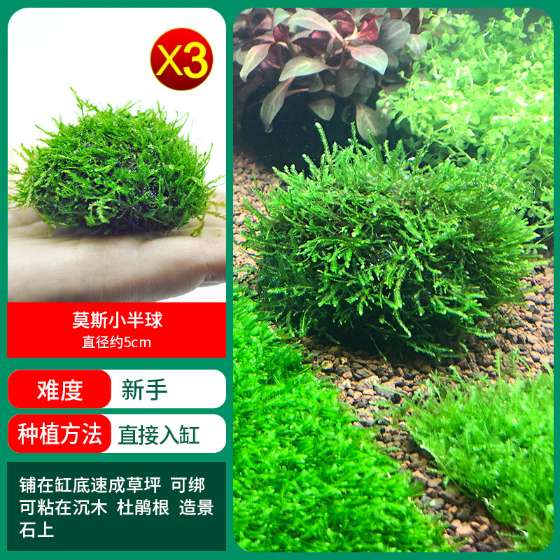 [특가] 모스 스몰 반구 3개 1샷 구매