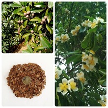 木荷种子林木种子木荷树种荷木荷树种子四季园林绿化行道树种子