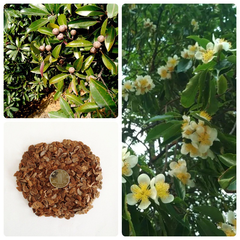 木荷种子林木种子木荷树种荷木荷树种子四季园林绿化行道树种子