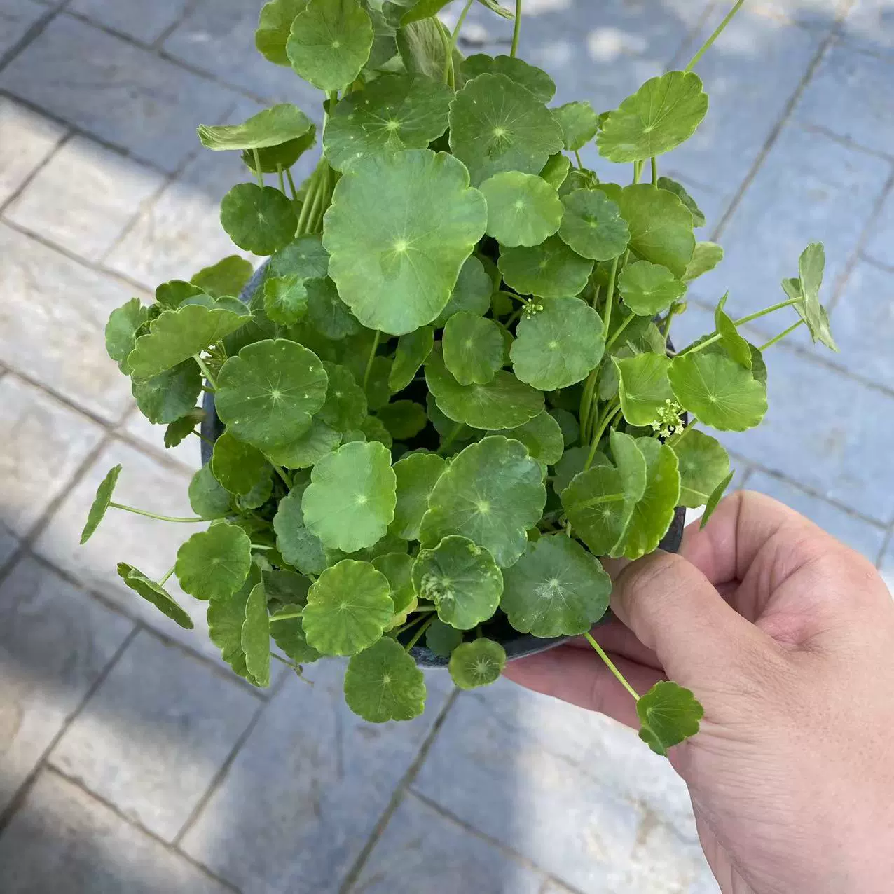 Листья меди деньги трава зеленое растение в горшке Гидропоника балкон офис Рабочий стол деньги трава Four Seasons легко поднять цветы