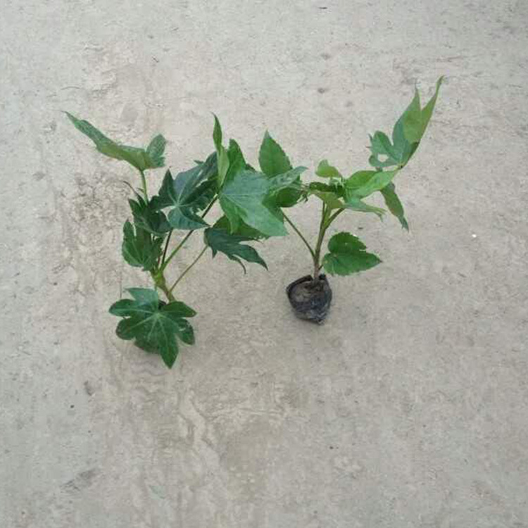 8868932281_263235629