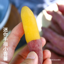 临安天目山板栗小香薯红薯番薯新鲜紫薯地瓜黄心蜜薯山芋2/5斤