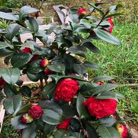 进口名贵品种大牡丹红色球形火瀑布山茶花树苗盆栽带花苞小托桂型