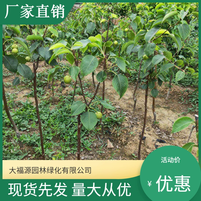 Базовый опт] Скидка на большие объемы посадочных растений Du Pear для ландшафтного дизайна, дорожек, садов, инженерных и зеленых работ.