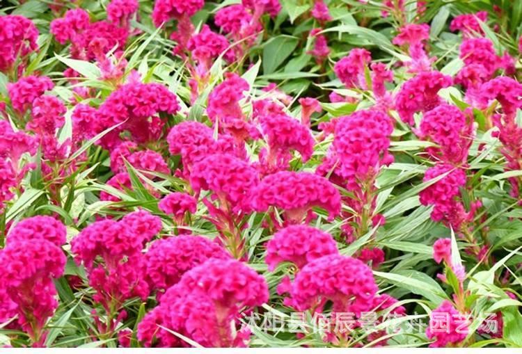 O1CN019tEfve2D64ioI4x5T_!!2214