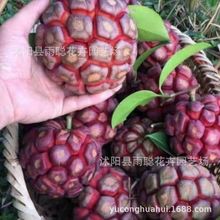 ���ϻ����N�Ӵ�Ѫ�ٲ�����ˮ���N����Ʒ�N�ϱ����ɷN����a��