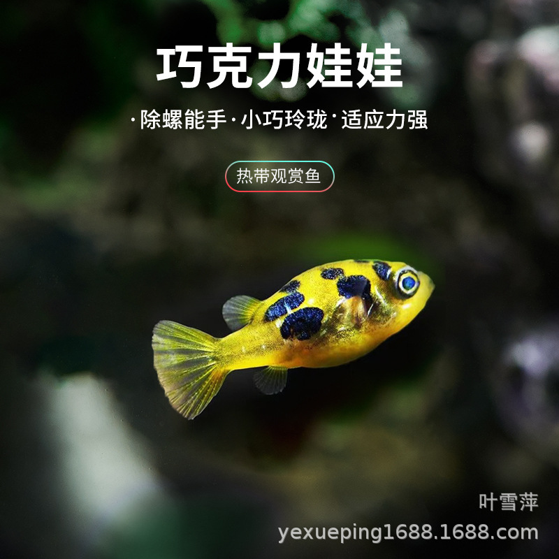 Chocolate Doll Ornamental Fish Submarine Freshwater Ornamental Fish Small Mini Puffer Fish Eating Snail Tool Fish Inflatable Fish Chocolate Doll Ornamental Fish Submarine Freshwater Ornamental Fish Small Mini Puffer Fish Eating Snail Tool Fish Inflatable Fish