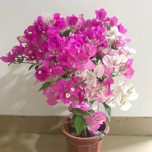 ����÷���Դ����Ϙ�����ֲ��Gֲ�҃������ļ��������ڻ�Ʒ�N��ɫ