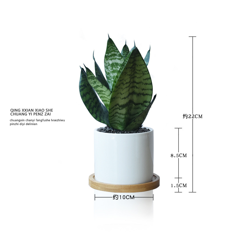 Viento nórdico jade blanco tigre orquídea purificación de aire flor absorción formaldehído planta verde de prevención de la radiación de oficina planta en maceta de sombra