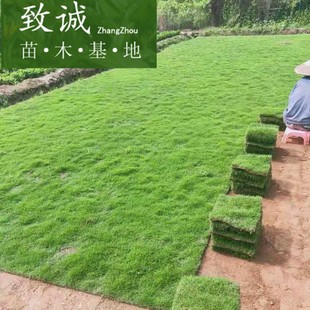 Base Wholesale Manila Bermuda Lawn Real Turf Courtyard Garden House Beautification