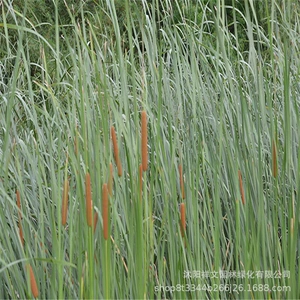 Базовая прямая продажа Tugu Aquatic Flower Green Seartings Morgeon Aquatic Plants Loose Panda Green Panant Sales