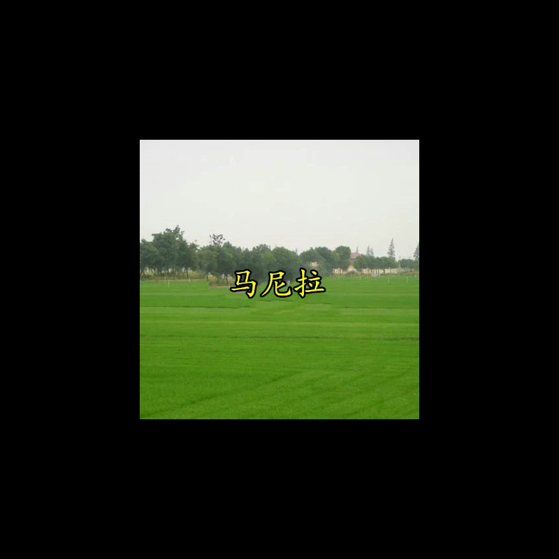 Семена газонов, газон без обрезки, семена травы, вечнозеленый двор Манилы, посев круглый год, вечнозеленый газон