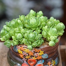 ɽ��õ�����ϵ��ˮ���ҾƱ�õ������С�����ҵ���Ү�_�҃ȾGֲ��