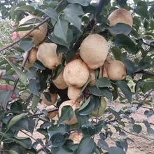 梨树苗基地批发 山东酥梨小树苗 南方北方地栽盆栽果树树苗