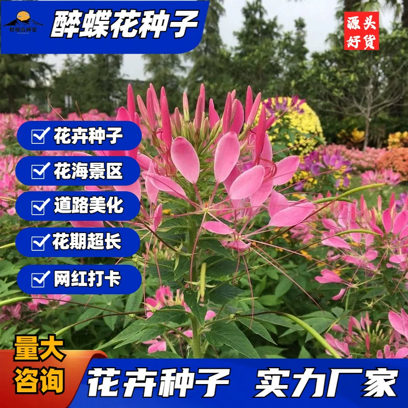 Смешанные семена бабочкового гороха фиолетового и розового цвета, семена высоких стеблей моря цветов, легко выращиваемые в любое время года, семена цветов, источники садового нектара.