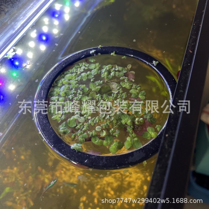 多尺寸圆形eva水族箱喂食环 池塘过滤浮动植物喂食器海绵配件垫圈