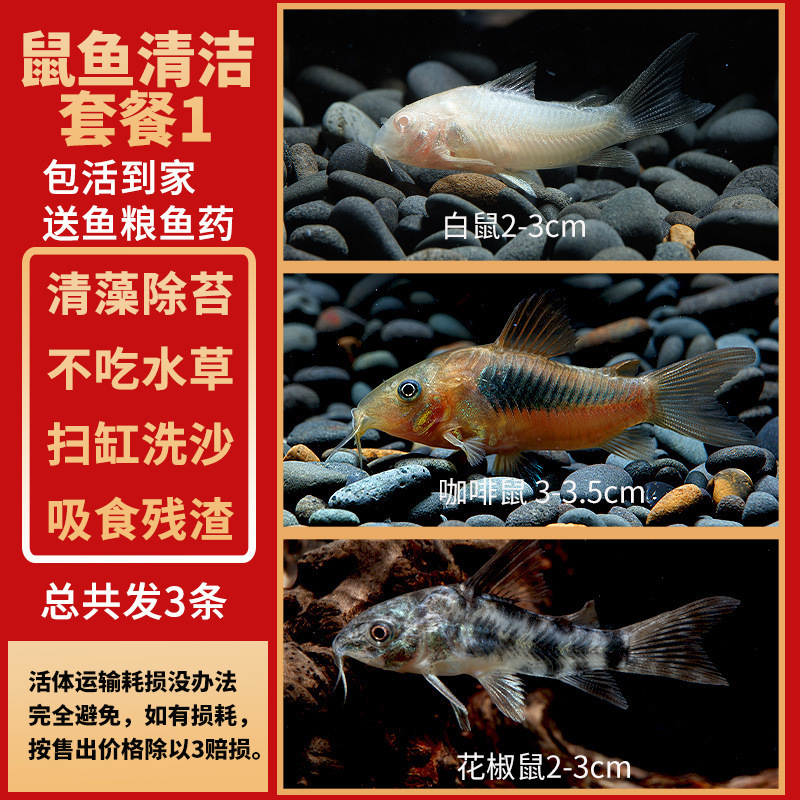 孔雀鱼精品小鱼缸观赏鱼好养耐活热带鱼活鱼天空蓝小型小鱼苗|undefined