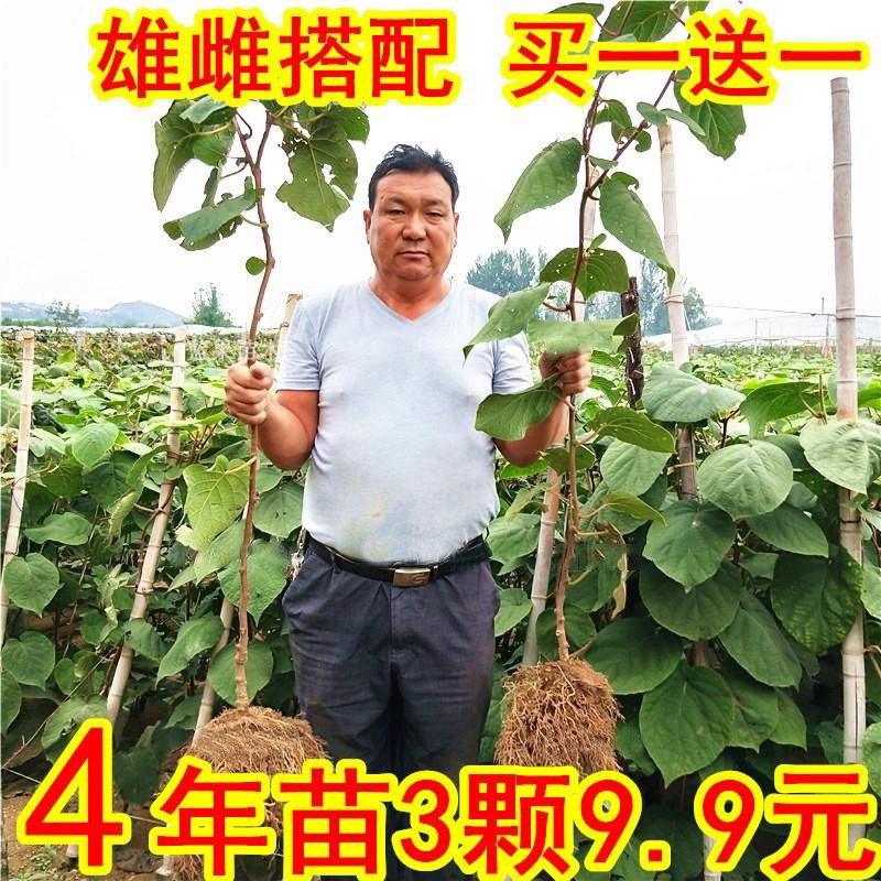 Grafted Kiwi Fruit Seedlings, Red-Fleshed Xuxiang Soft-Tart Kiwi Fruit Seedlings, Ground-Planted, Bear Fruit in the Same Year, Suitable for Planting in Both Southern and Northern Regions