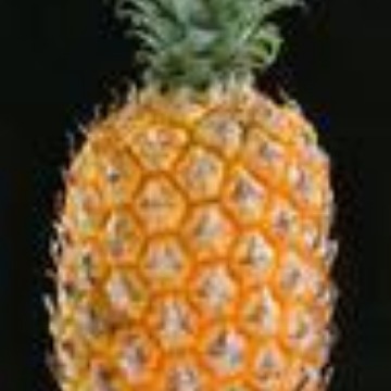 供应品质  （糖心）菠萝香基5KG起售