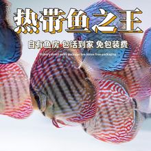 �߲������~�Ꭷ�~��ˮ�~�^�p�~���w�~����ؔ��t����ʯ2-10����