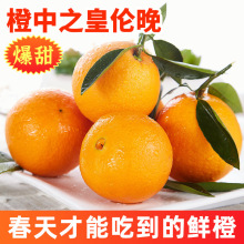 【精品彩箱】正宗秭归伦晚春橙脐橙当季新鲜孕妇水果手剥甜橙鲜果
