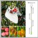 Cross-border explosions fruit picker telescopic fruit picker high-altitude fruit picker picking tools garden tools