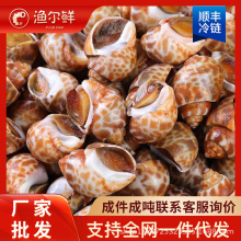 特大海螺新鲜大花螺鲜活冷冻新鲜东风螺鲜冻海鲜水产贝类批发