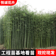 绿竹青竹苗园林绿化苗木竹类植物行道点缀绿化竹子苗金镶玉竹
