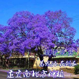 销售苗木蓝花楹树苗盆栽地栽凤凰木树苗红花楹庭院阳台花卉植物