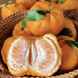 橙;柑桔;服务商品